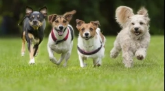 Koji su psi bolji za prodaju: top 5 pasmina s fotografijama